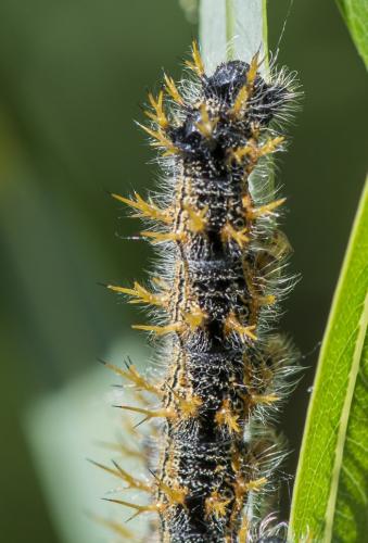 Réf. 230 751 : Nymphalis polychloros